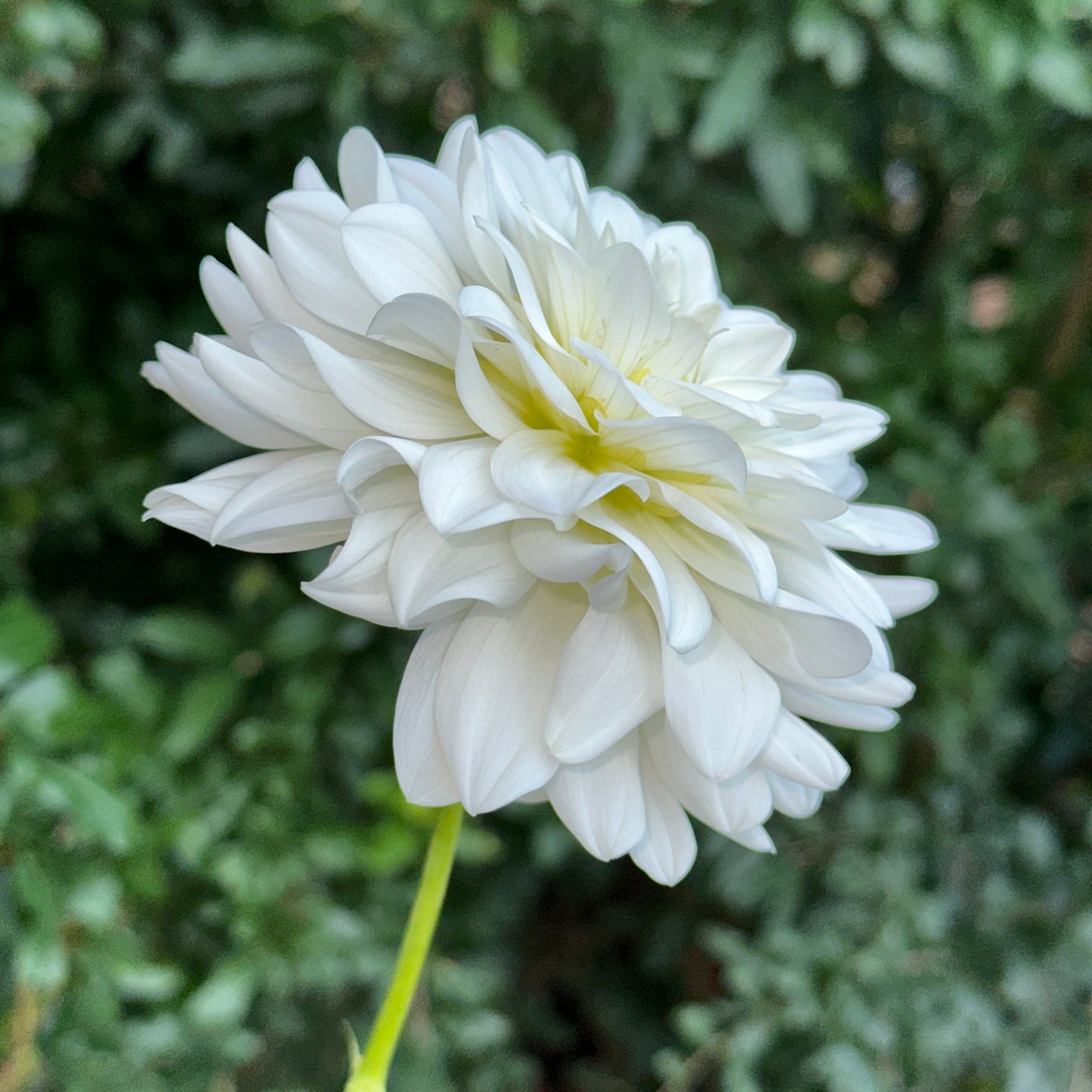 Siberia Dahlia Tuber