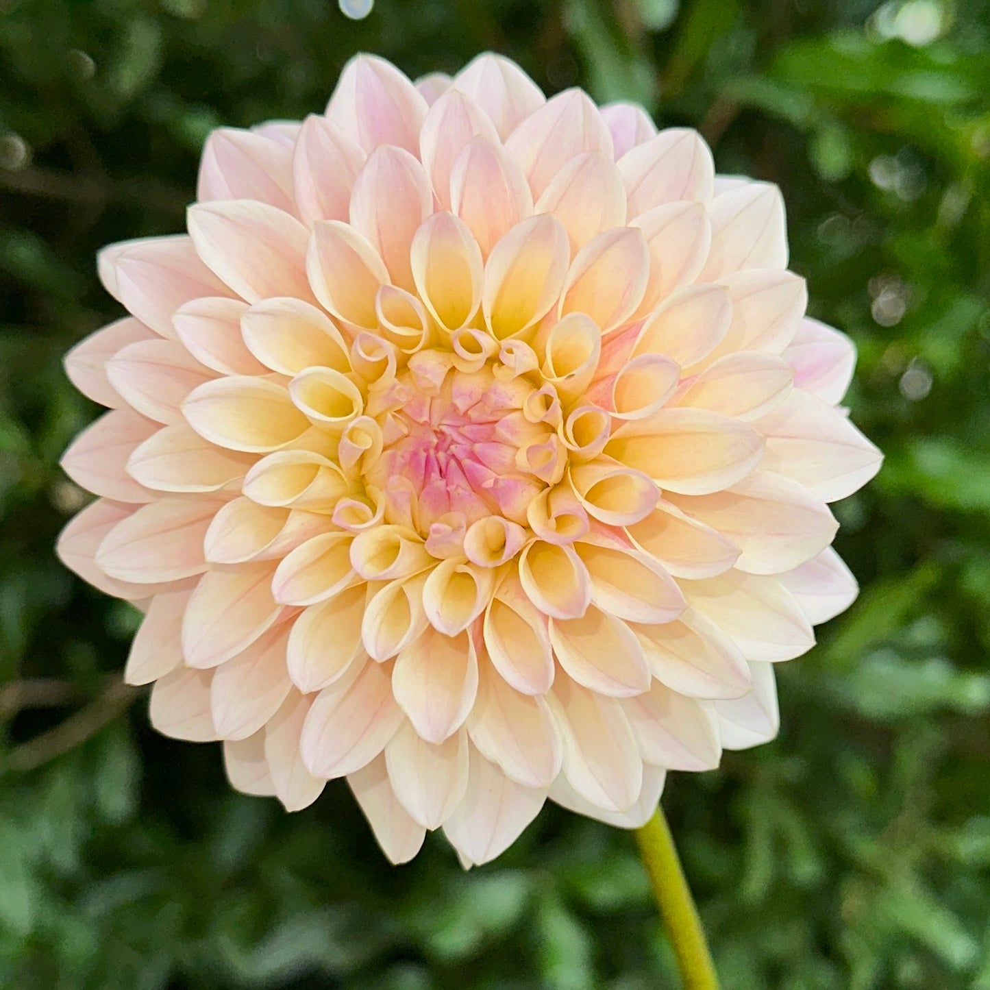 Coralie Dahlia Tuber