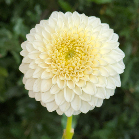 Reycroft Jan Dahlia Tuber