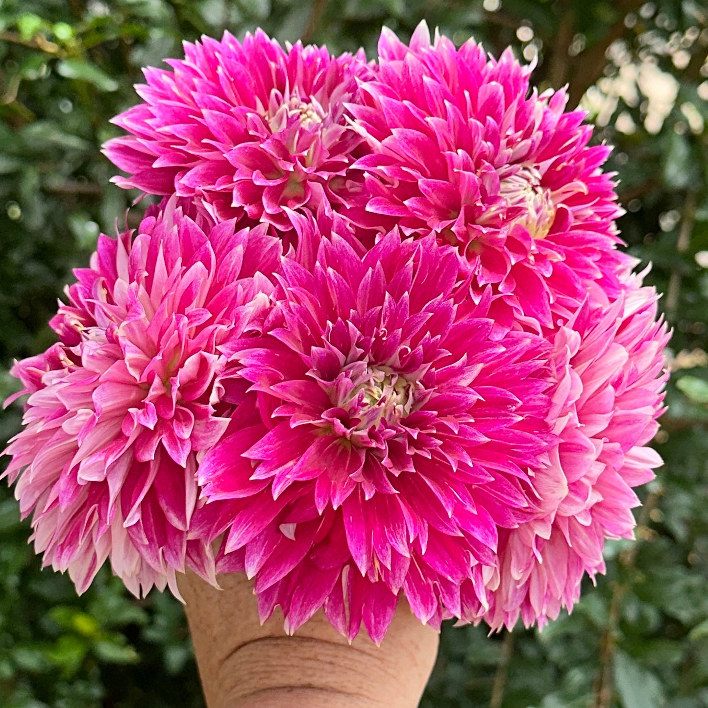 Temple of Beauty Dahlia Tuber