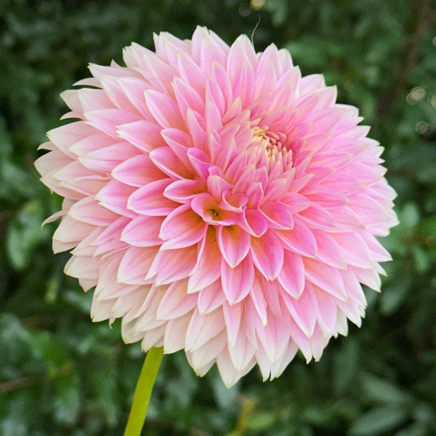 Bloomquist Mojo Dahlia Tuber