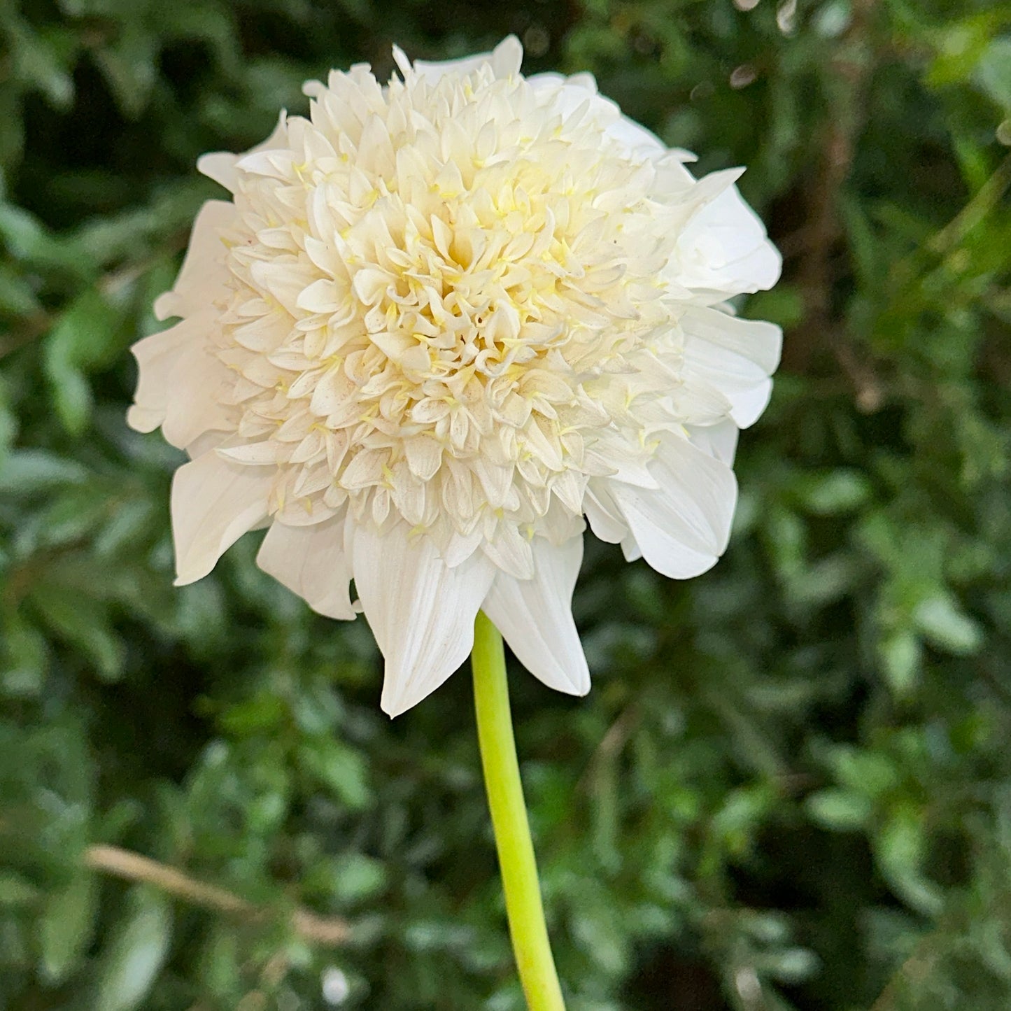 Zahra Dahlia Tuber