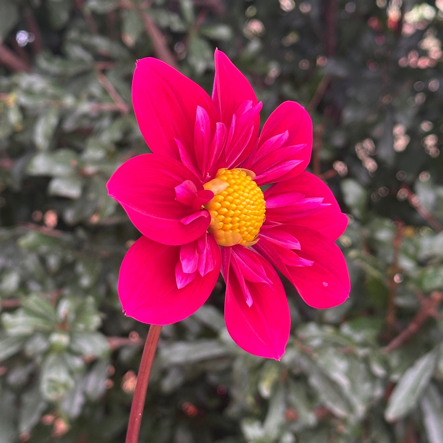 Tulchan Janet Dahlia Tuber