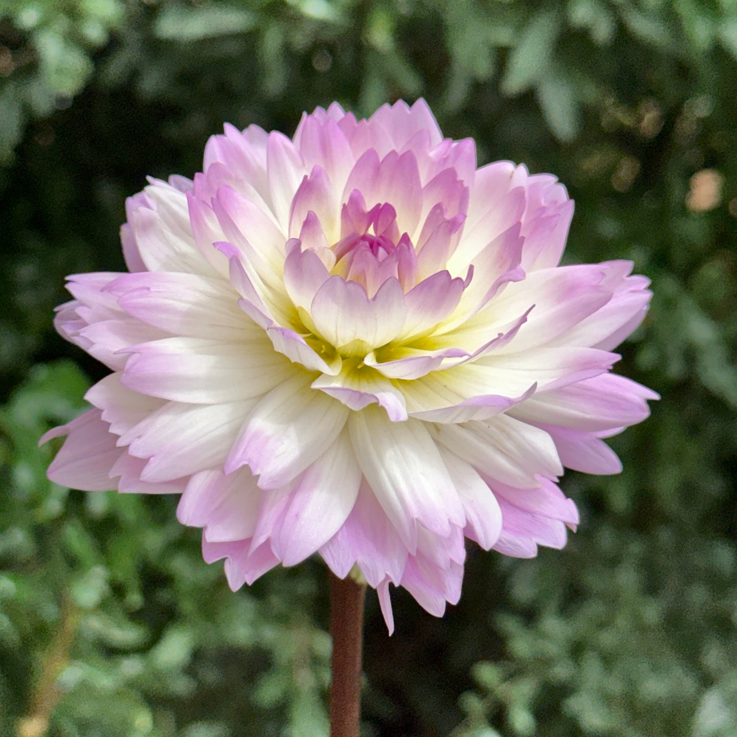 Sandia Melody Dahlia Tuber