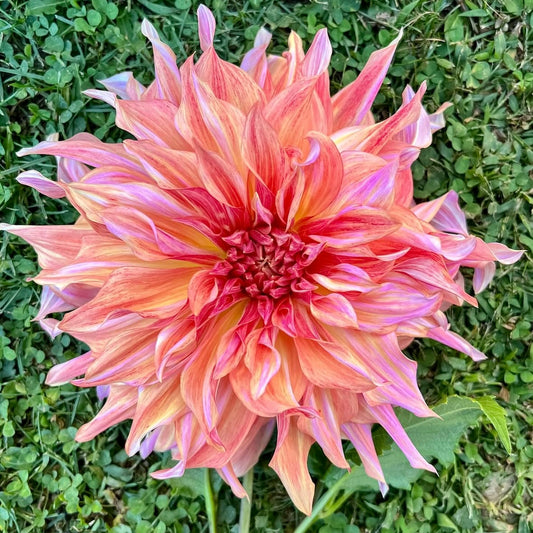 Penhill Watermelon Dahlia Tuber