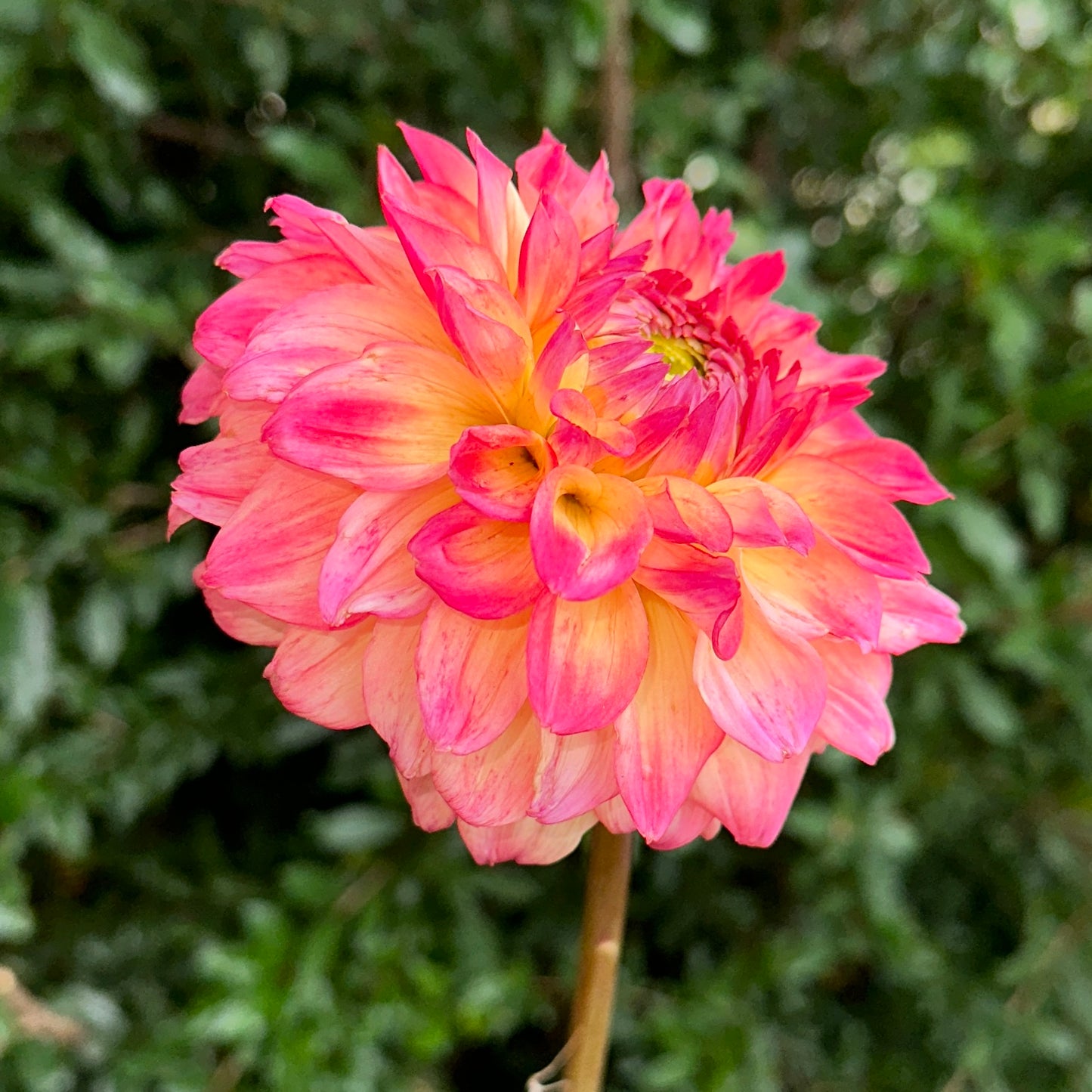 Hapet Peachy Dahlia Tuber