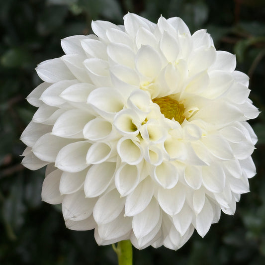 Reycroft Peace Dahlia Tuber