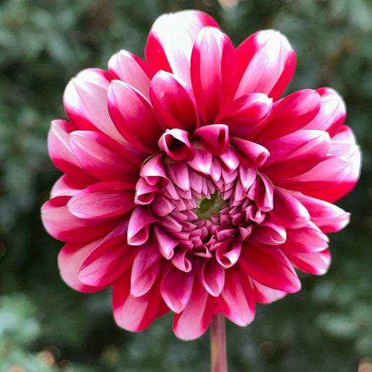 Dalaya Jadoo Dahlia Tuber