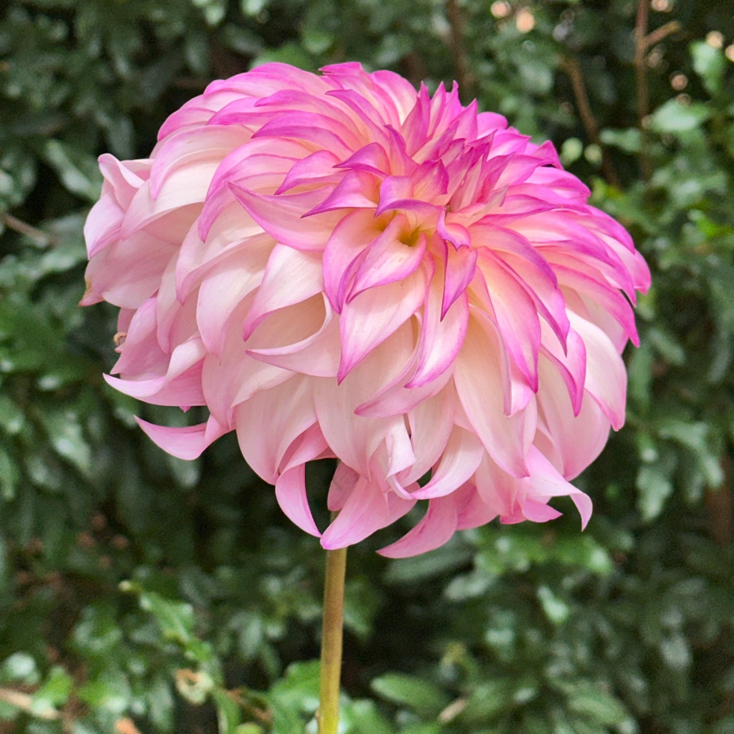 Colorado Classic Dahlia Tuber