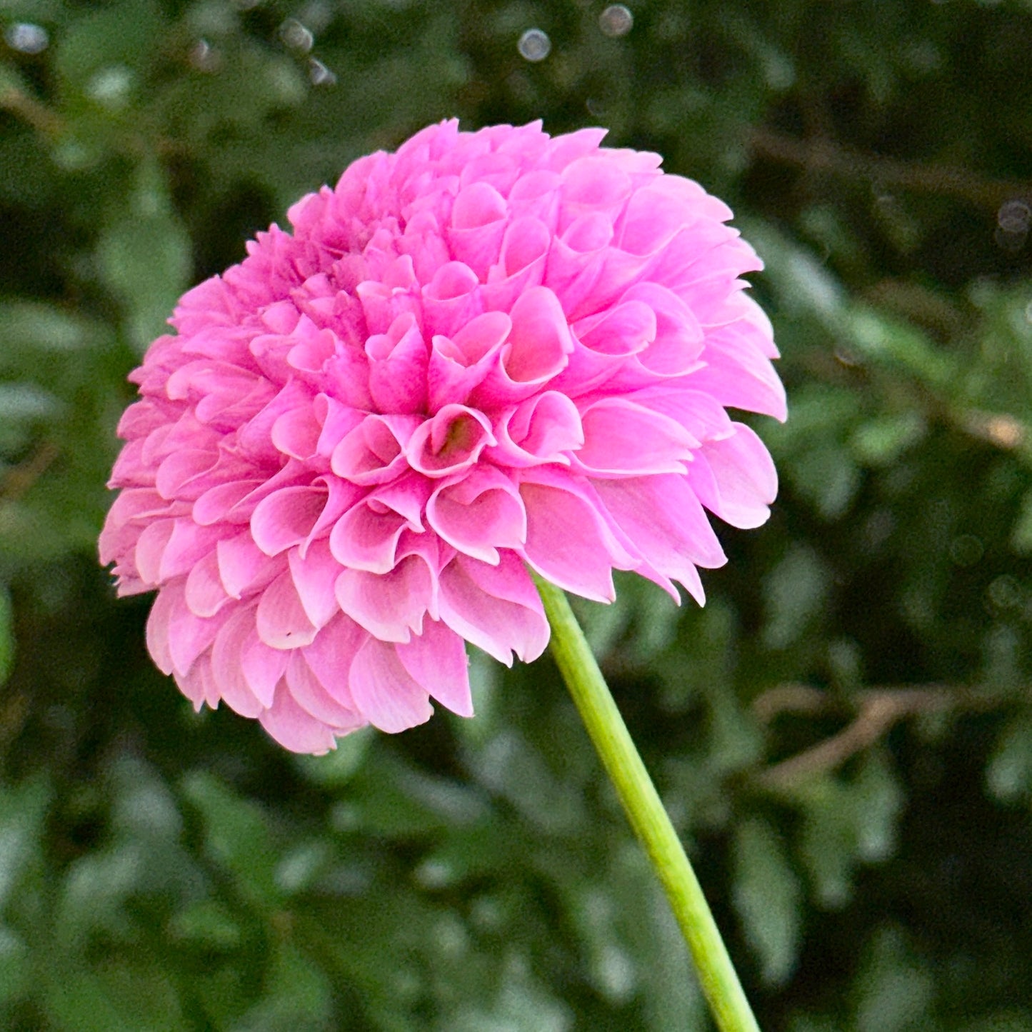 Stolze Von Berlin Dahlia Tuber