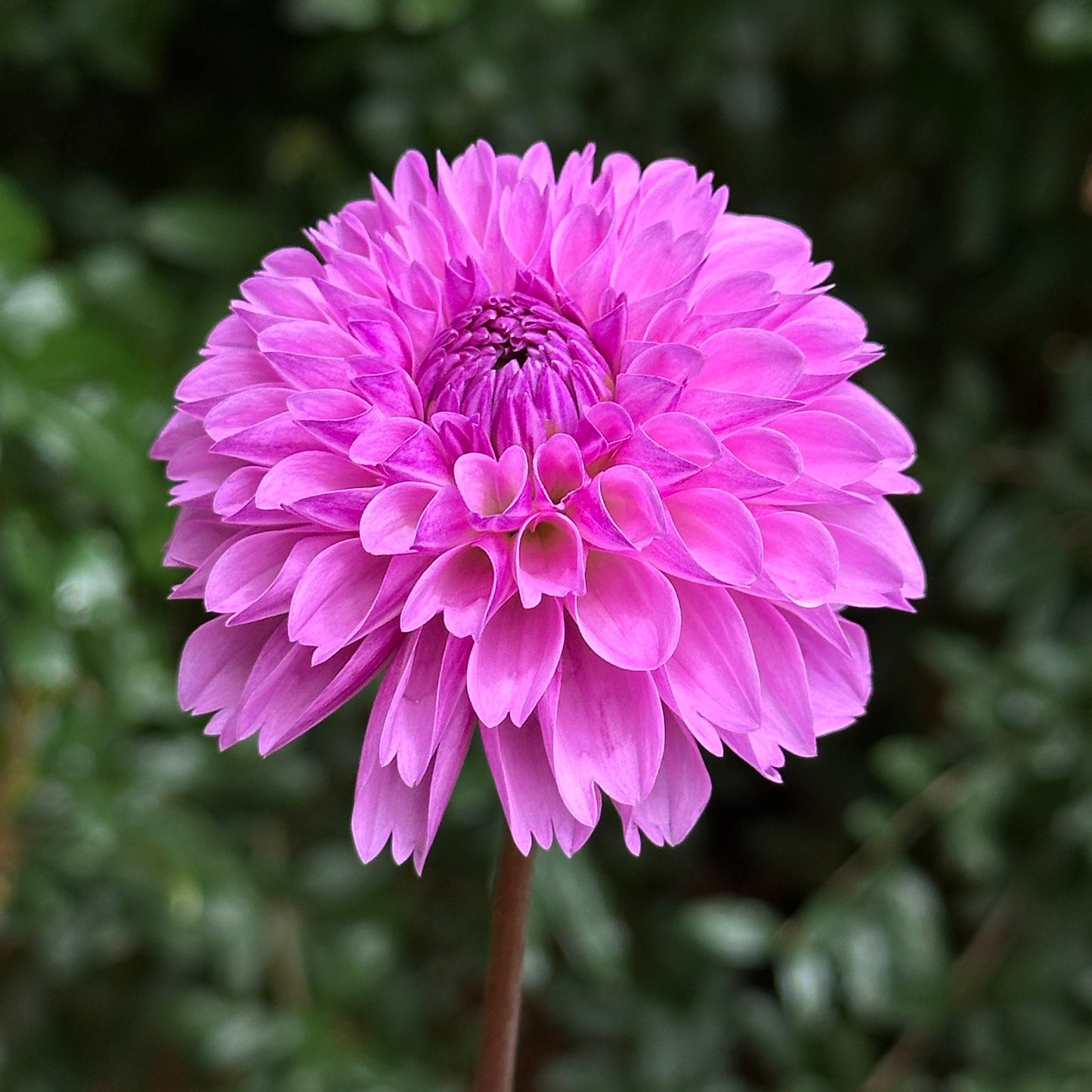 Robann Regal Dahlia Tuber