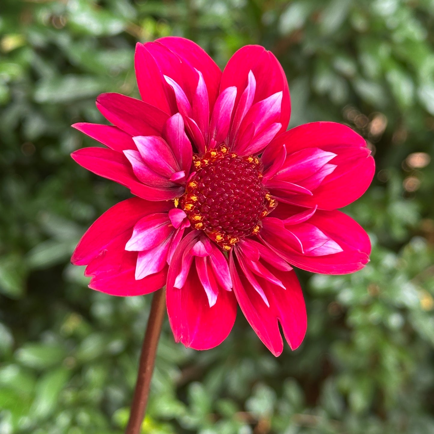 Hootenanny Dahlia Tuber