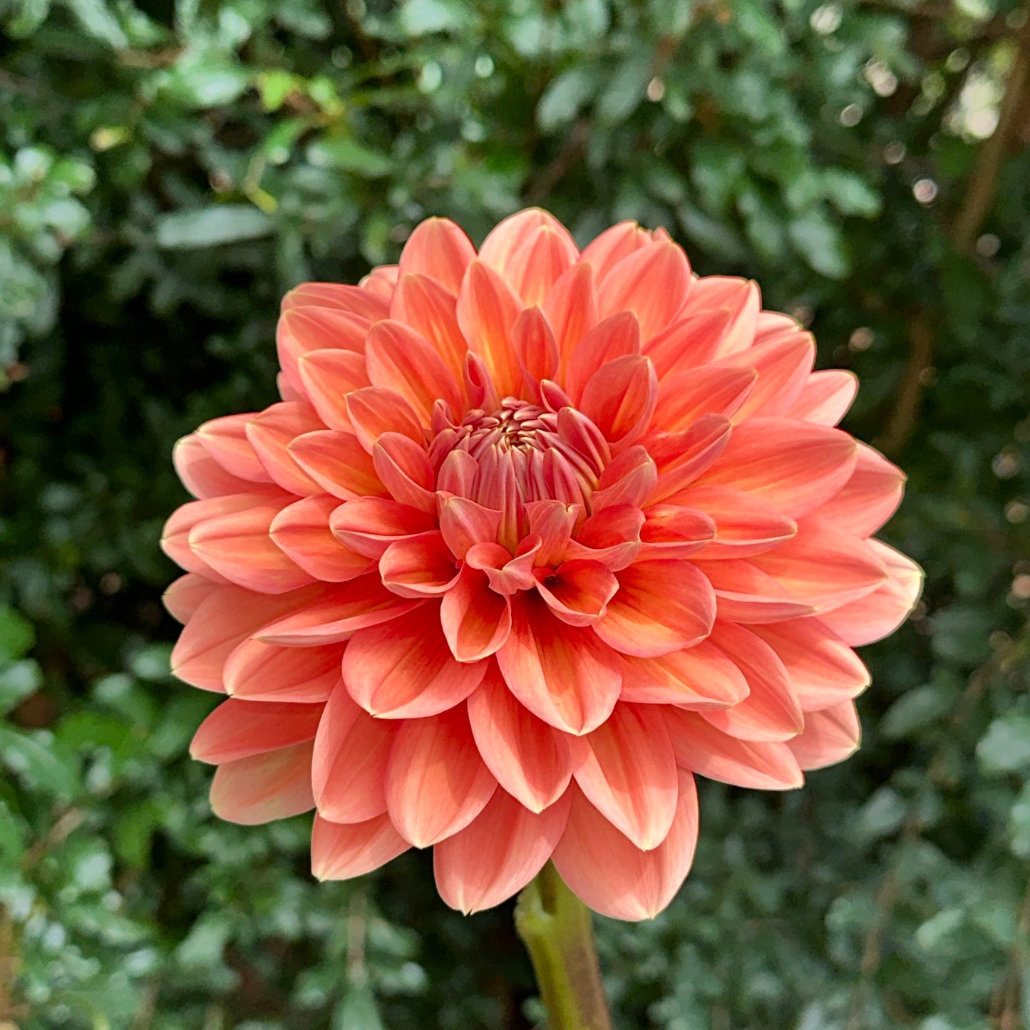 Nicholas Dahlia Tuber