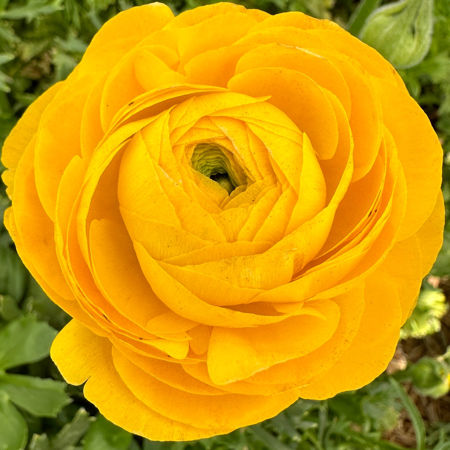 Elegantly Yellow Double Ranunculus Corms (Pack of 10)