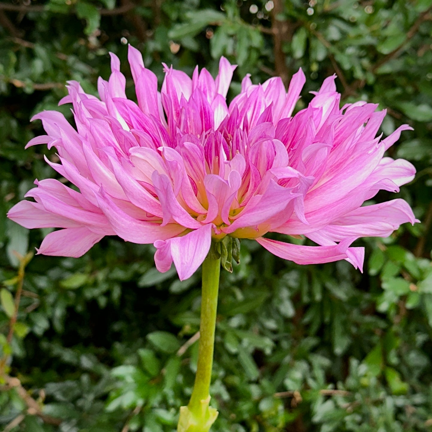 Torsade Dahlia Tuber