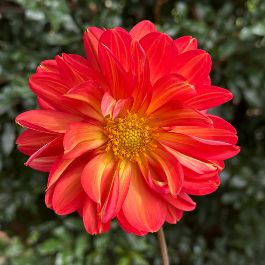 Graceland Dahlia Tuber
