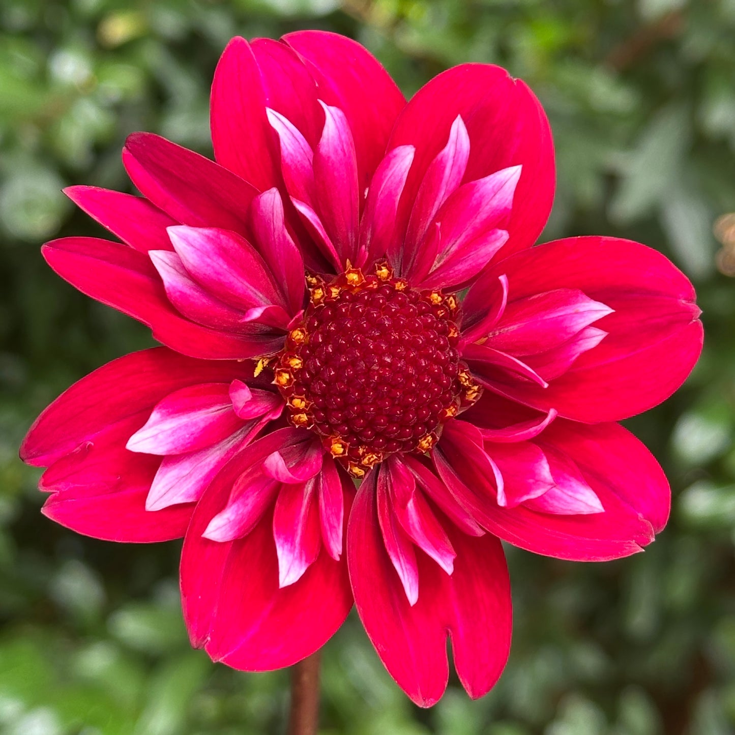 Hootenanny Dahlia Tuber