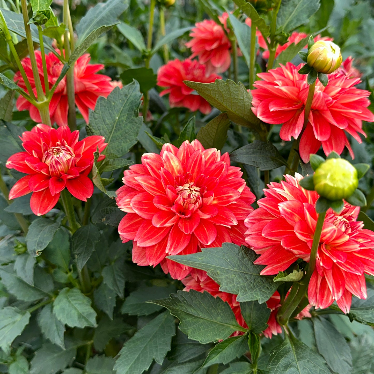 Monroe Dahlia Tuber