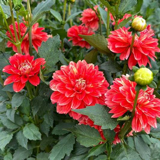 Monroe Dahlia Tuber