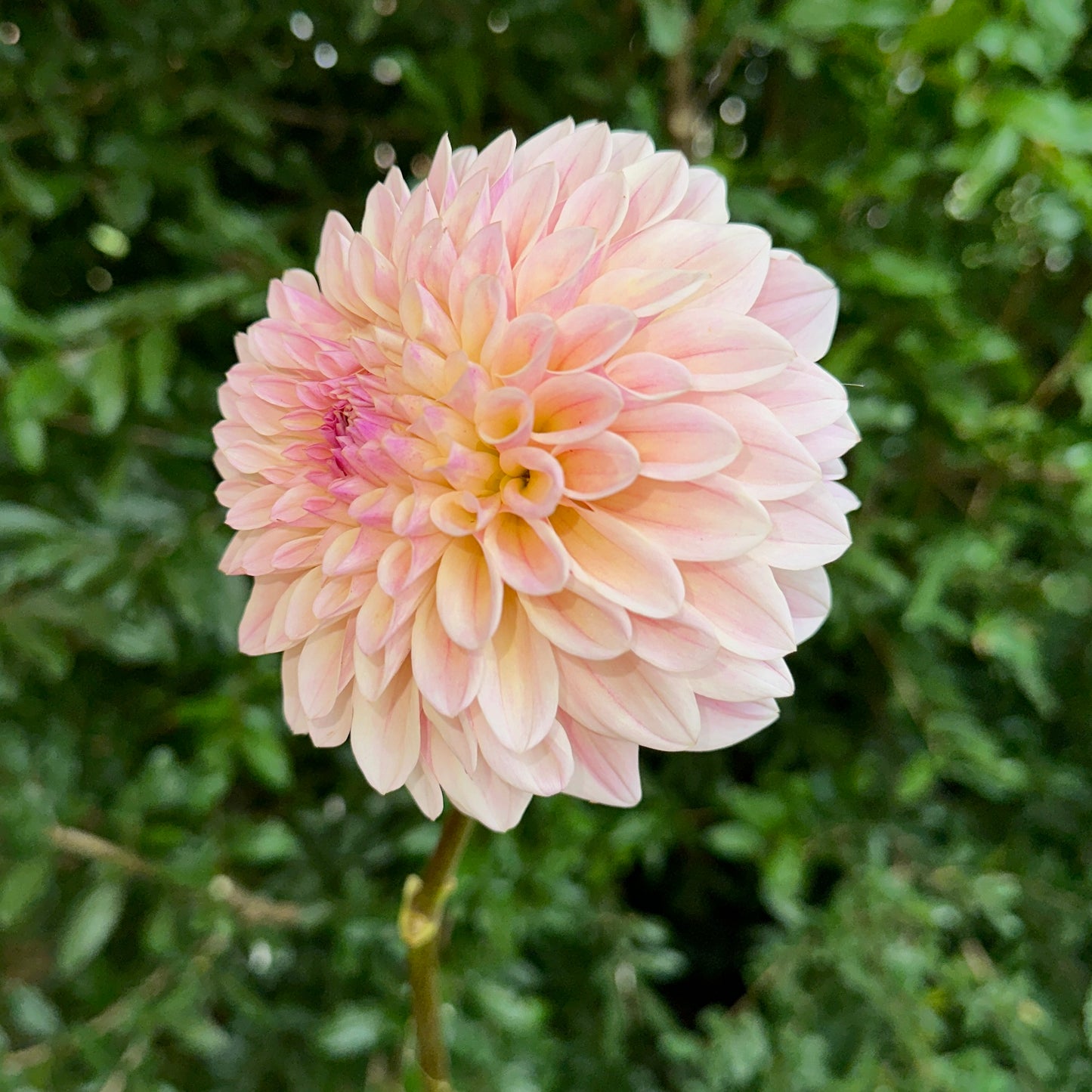 Coralie Dahlia Tuber