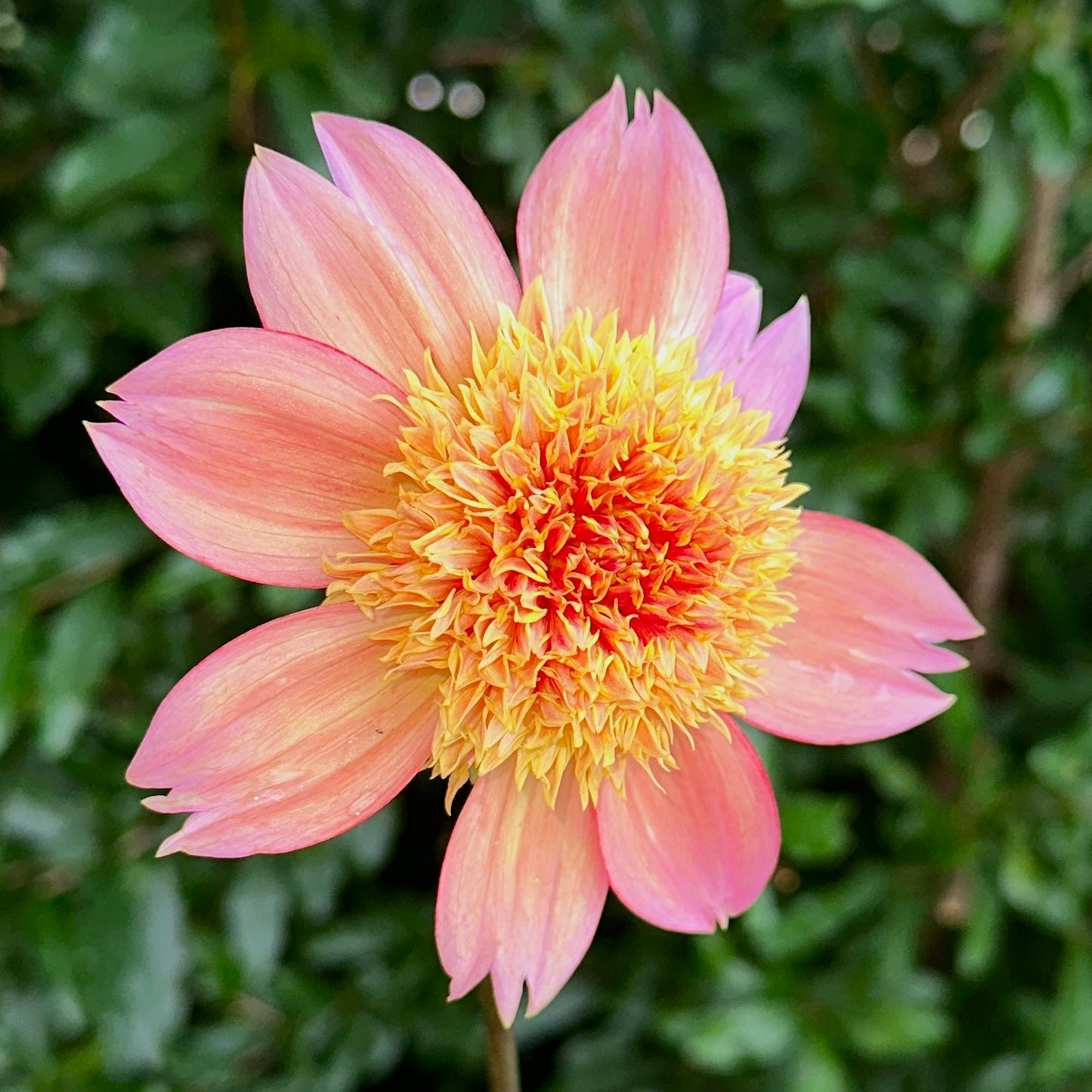 Sandia Brocade Dahlia Tuber