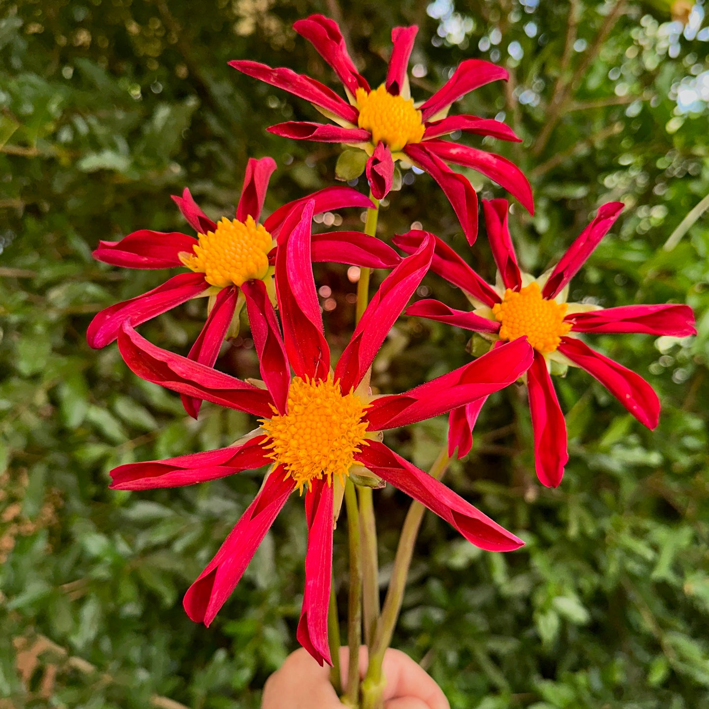 Honka Red Dahlia Tuber