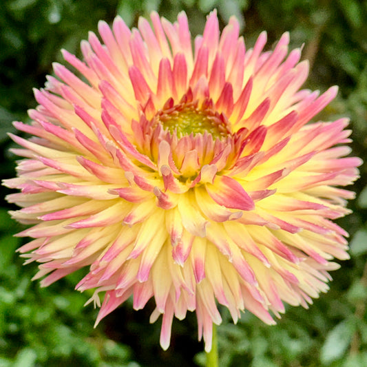 Summer Breeze Dahlia Tuber