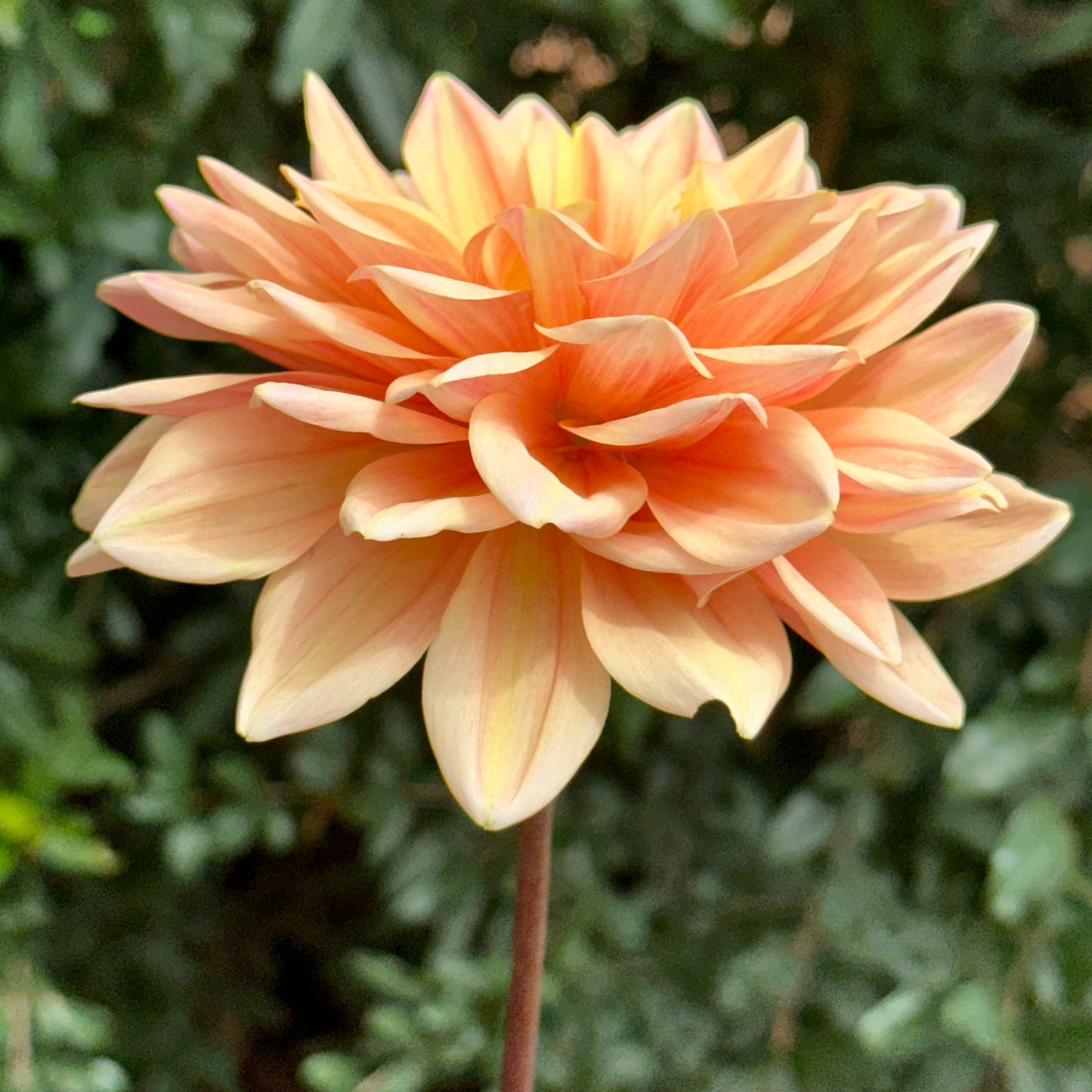 Mister Frans Dahlia Tuber