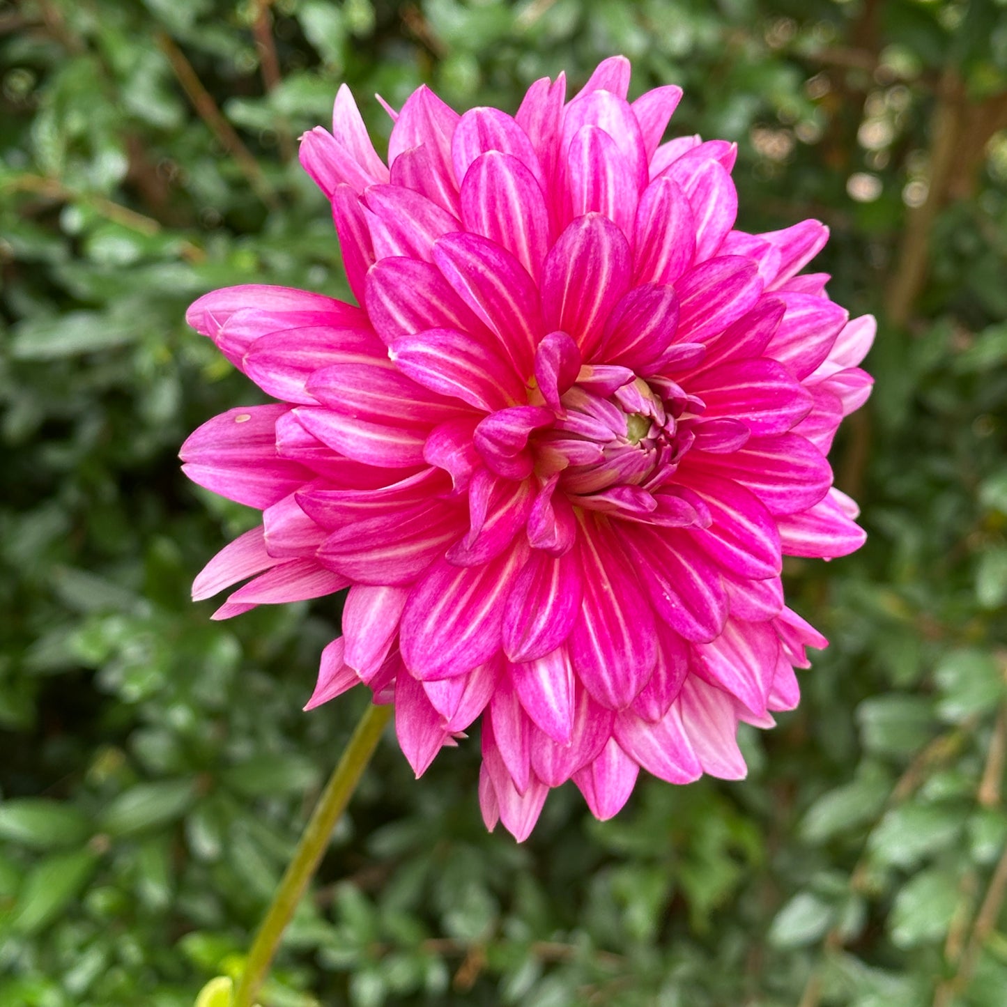 Hemisphere Dahlia Tuber