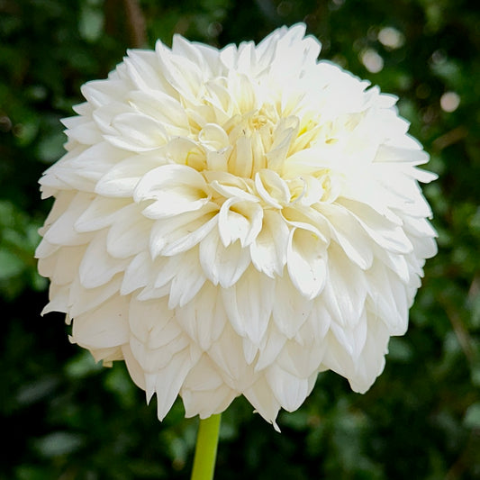 Blizzard Dahlia Tuber