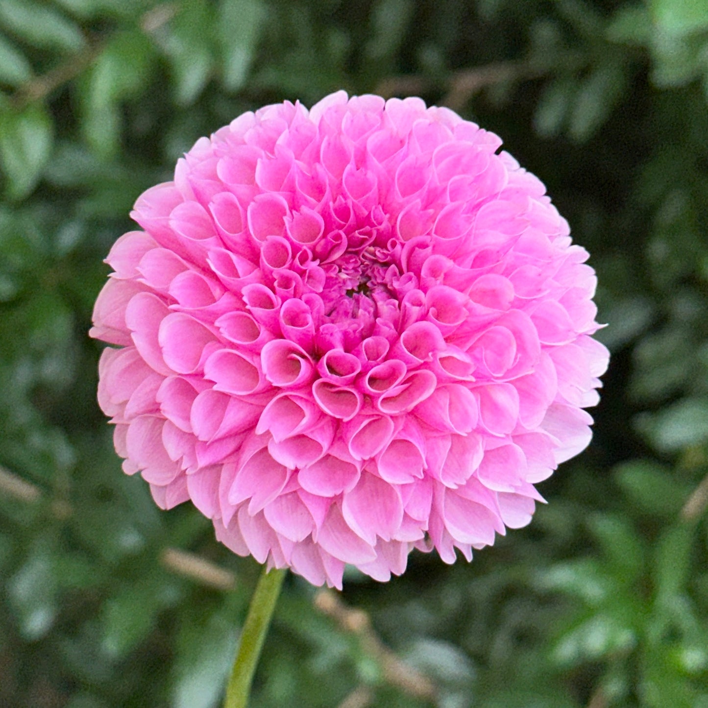 Stolze Von Berlin Dahlia Tuber