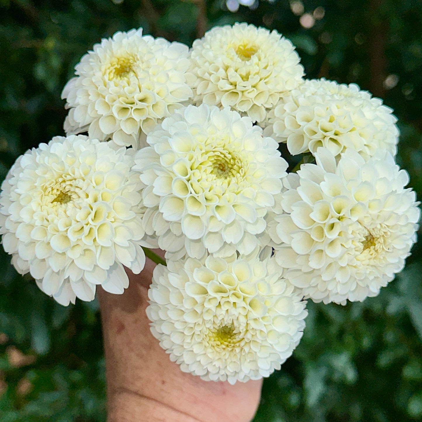 Villa Blanca Dahlia Tuber