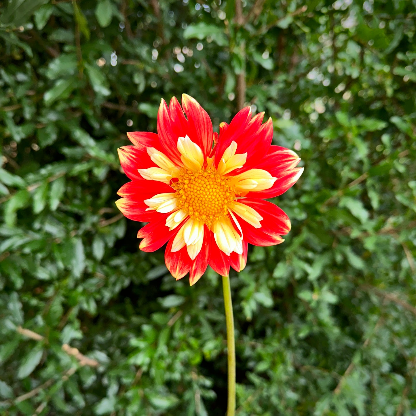 Pooh Dahlia Tuber