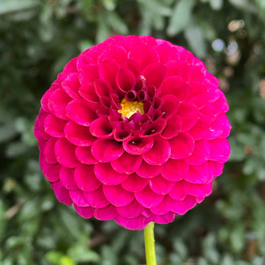 Cryfield Harmony Dahlia Tuber
