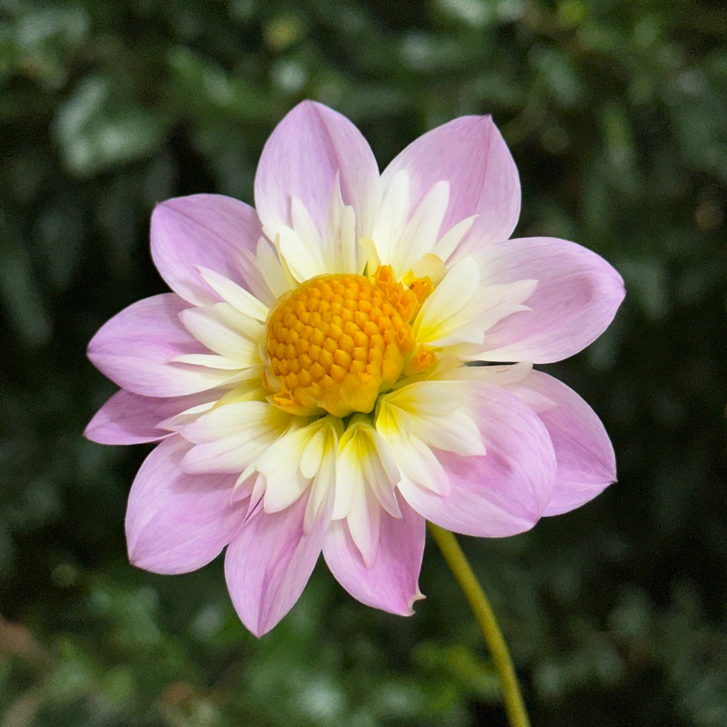 Teesbrook Audrey Dahlia Tuber