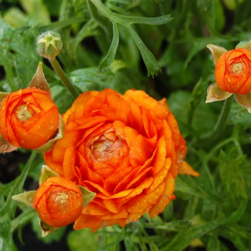 Zesty Orange Ruffles Ranunculus Corms (Pack of 20)