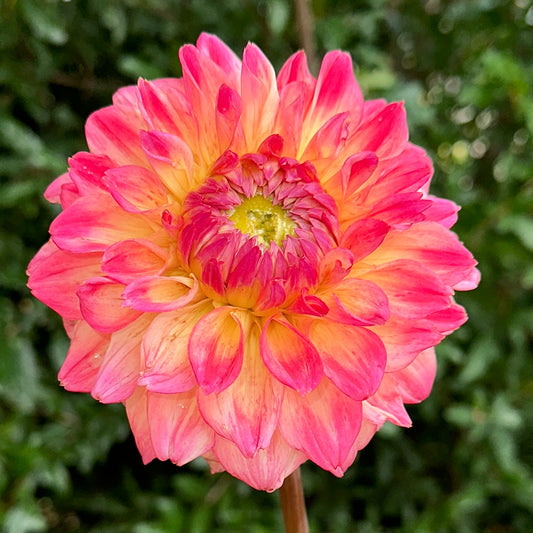 Hapet Peachy Dahlia Tuber