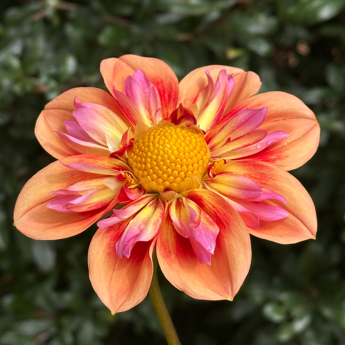 Orange Hype Dahlia (Limit 1 p.p)