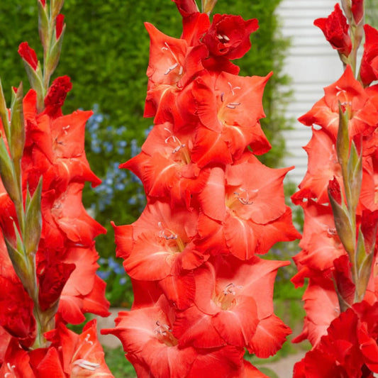 For Evigt Gladiolus (Pack of 12) Sword Lily