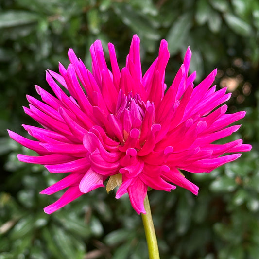Purple Gem Dahlia Tuber