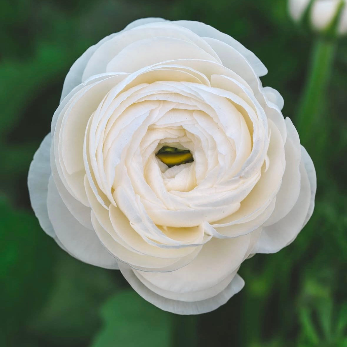 Elegantly White Double Ranunculus Corms (Pack of 10)