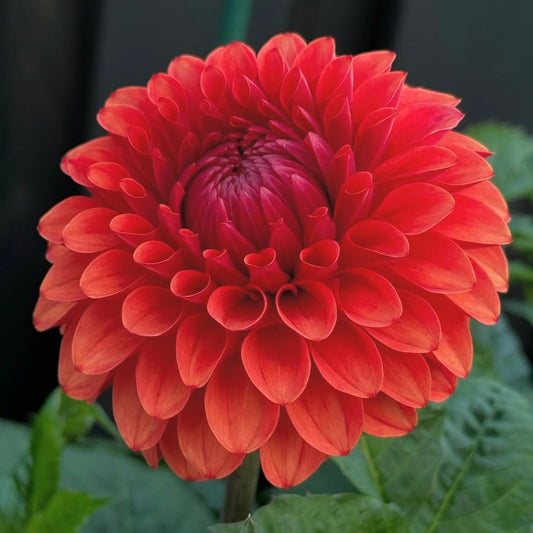 Brown Sugar Dahlia Tuber