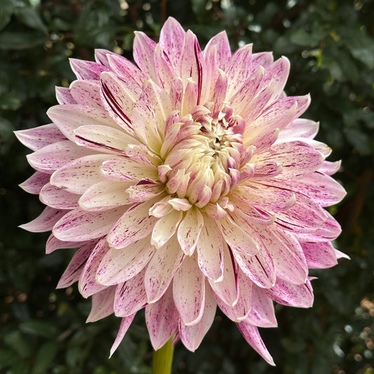 Avignon Dahlia Tuber