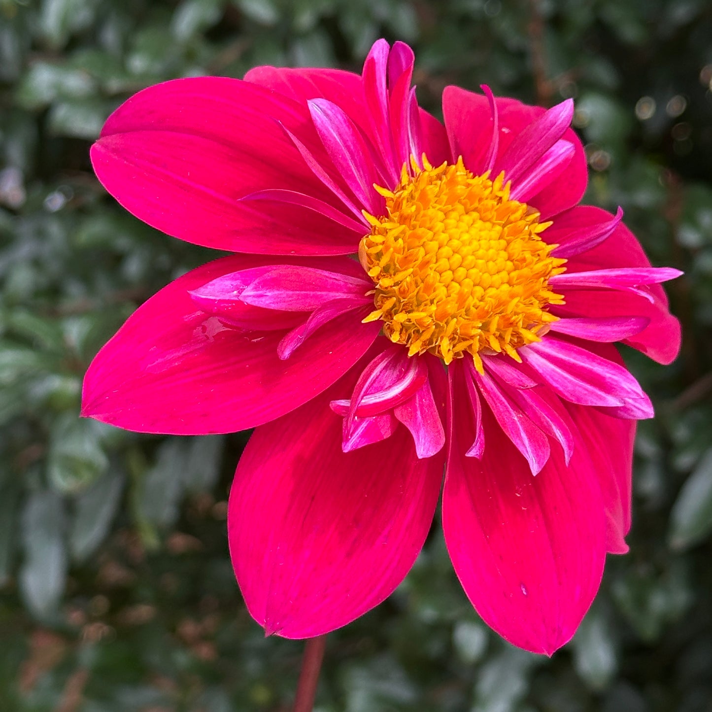 Tulchan Janet Dahlia Tuber