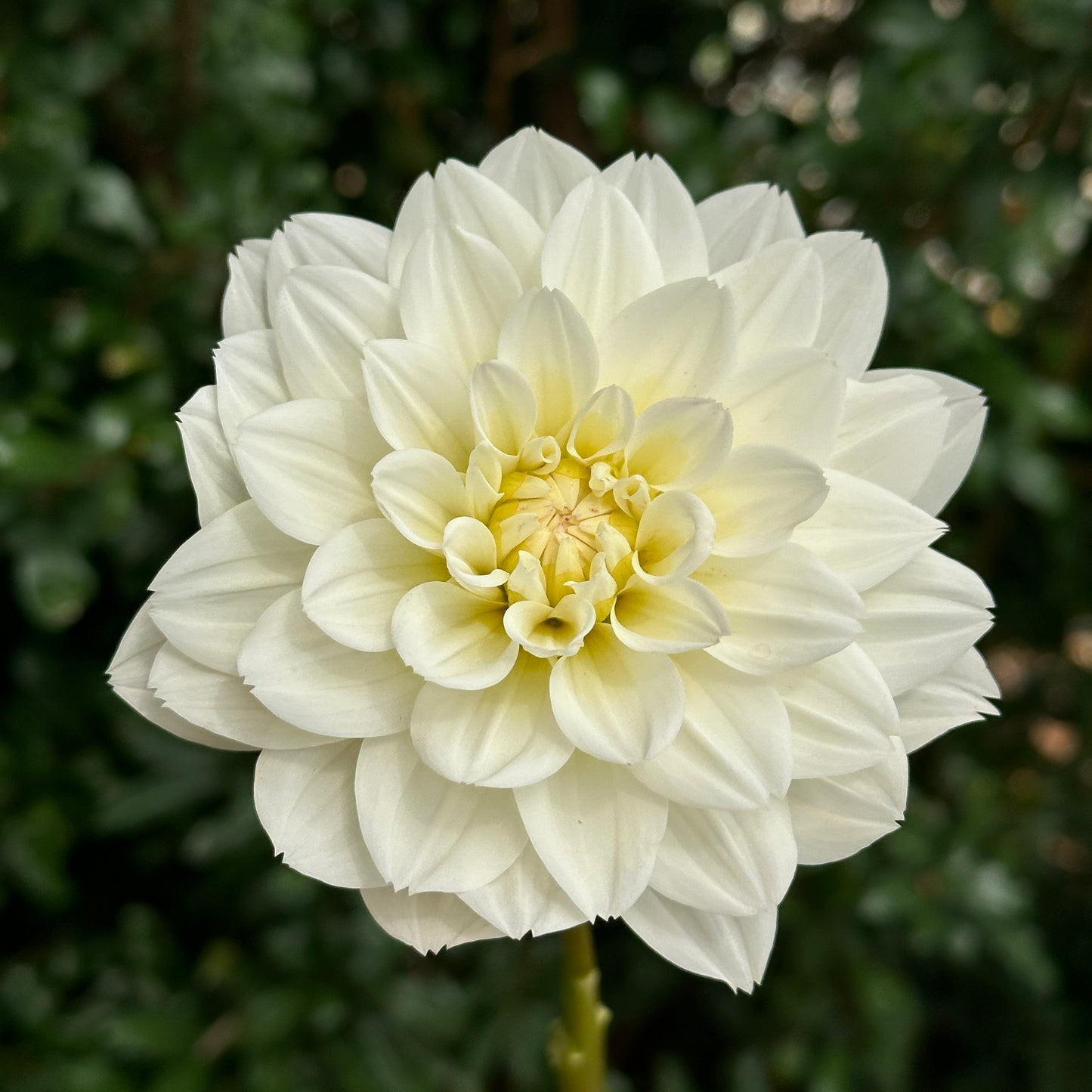 Montreuil Dahlia Tuber