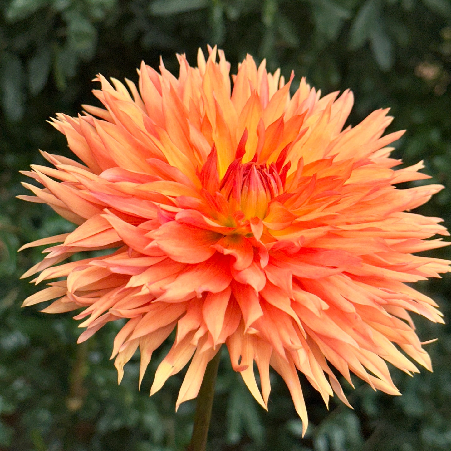 Apelsini Sniega AKA Orange & Snow Dahlia Tuber