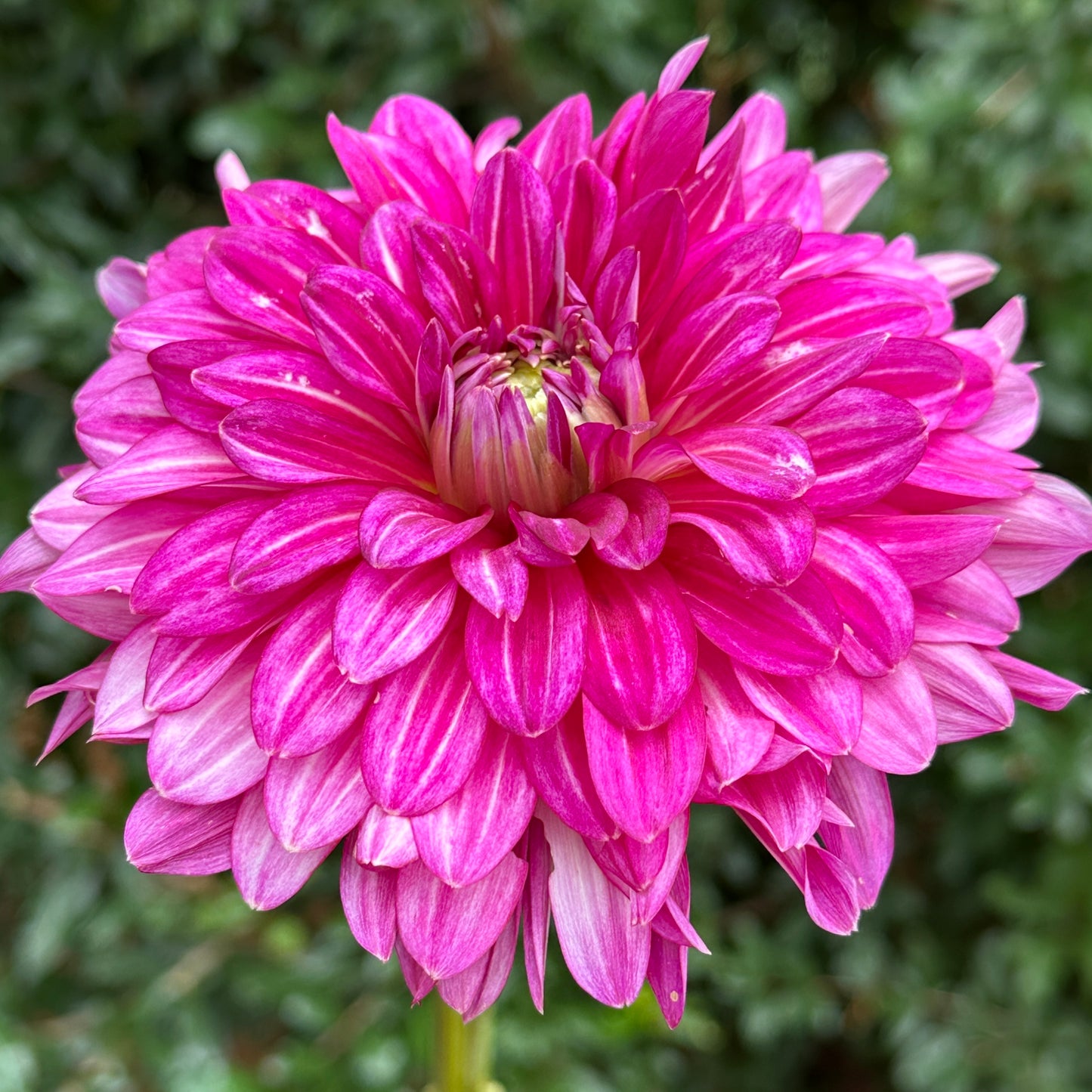 Hemisphere Dahlia Tuber