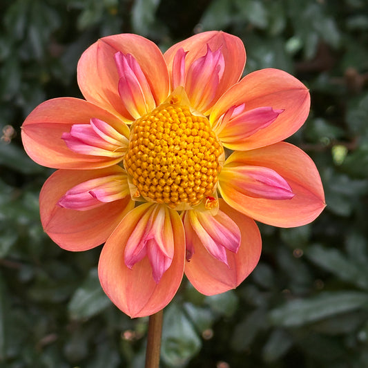 Pina's Apricot Dahlia (Limit 1 p.p)