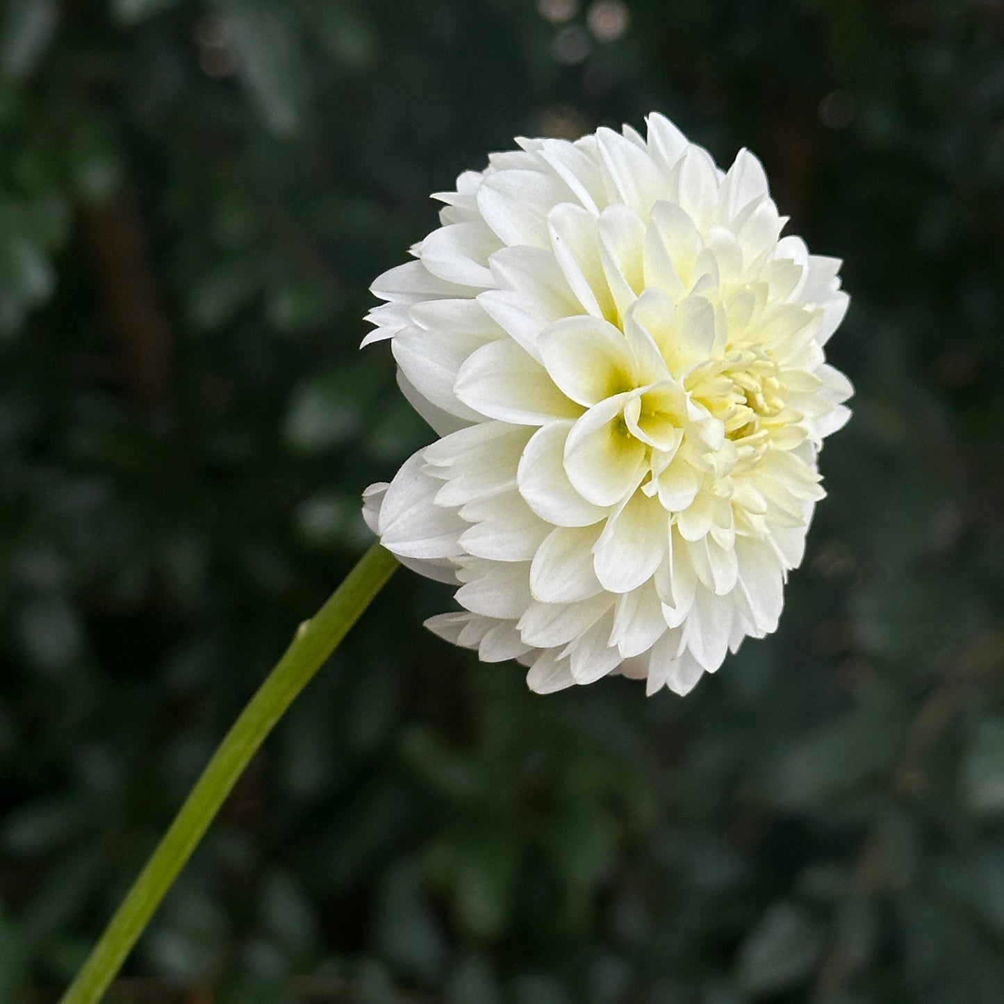 White Aster Dahlia Tuber