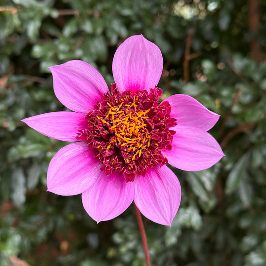 Blue Bayou Dahlia Tuber